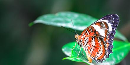 Butterfly on a leaf