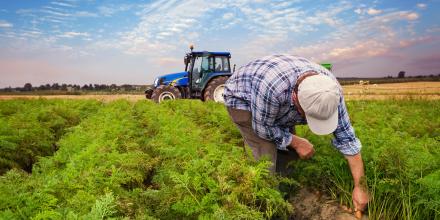 A farmer bends over his crop of carrots.