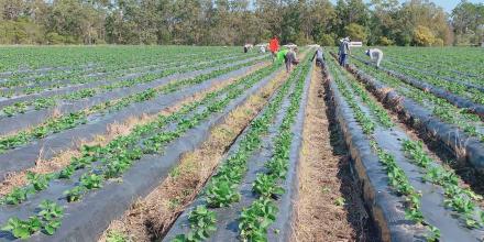 Image of agricultural work