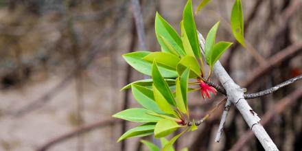 Mangrove flower blooming