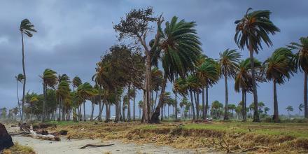 Trees blowing in heavy wind in the Pacific