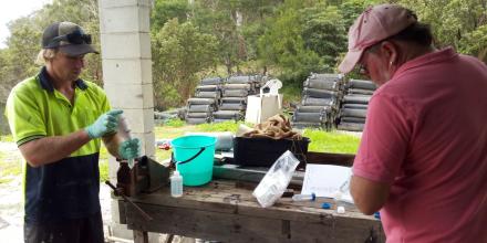 Photo of oyster farmers processing samples
