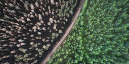 Picture of a road through a dense forest, with trees burnt on one side and green and fresh on the other