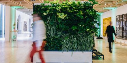 Junglefy Green Wall at the Art Gallery of NSW (courtesy of Junglefy)