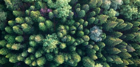 View of trees from above