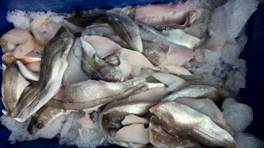 Close up of sliced fish on ice