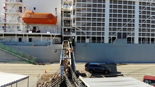 Sheep being loaded onto a boat