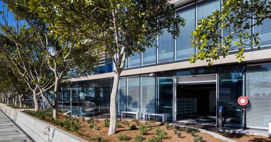 Fig trees on the UTS Central level 8 terrace