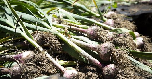 Freshly harvested garlic plants lie on the ground; their stringy roots are filled with dirt.