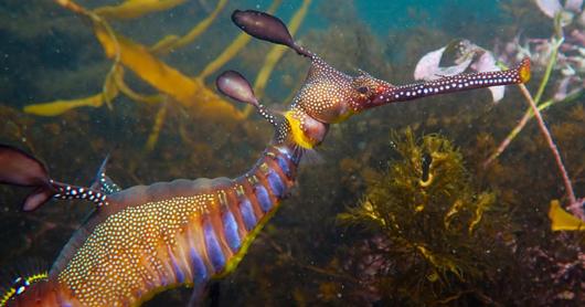 A Victorian weedy sea dragon.