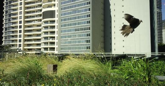 The rooftop with combined solar panel  and green roof. Image: UTS research team.