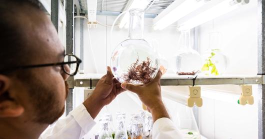 a scientist looks at seaweed in a glass bowl