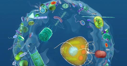 An infographic showing the mixotrophic protist Prorocentrum cf. balticum within a ‘mucosphere’ that has trapped microscopic prey. 