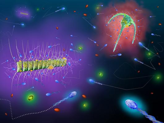 A depiction of bacteria foraging between nutrient patches in the ocean