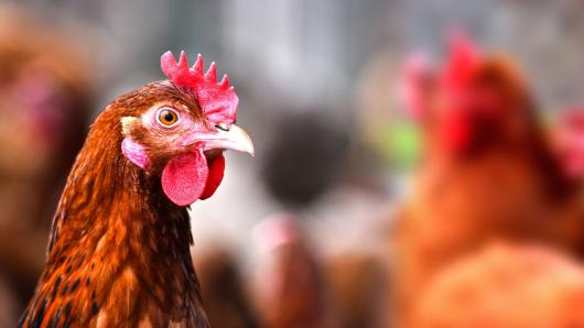 hens
