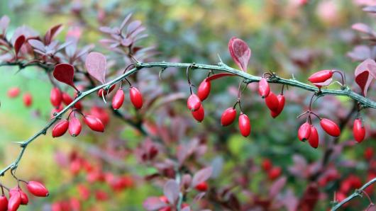 Barberry