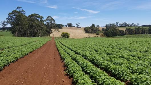 Australian farm