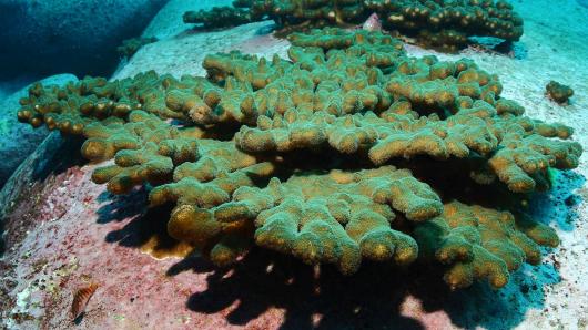 Populations of Pocillopora aliciae are thriving in coastal Sydney