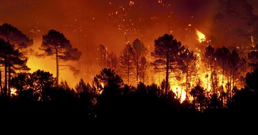 Forest fire, Pinus pinaster, Guadalajara (Spain)