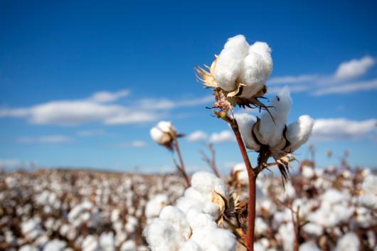 Cotton plant