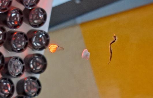Levitation of an ant leg and a bee's wing. Photo: UTS Centre for Audio Acoustics and Vibration.