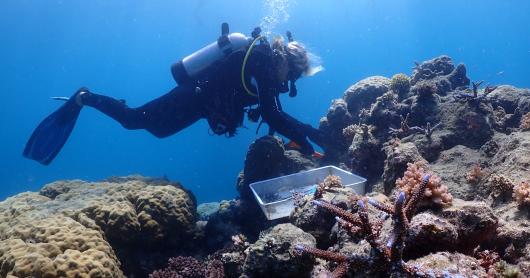 a scuba diver attaches coral to mesh underwater