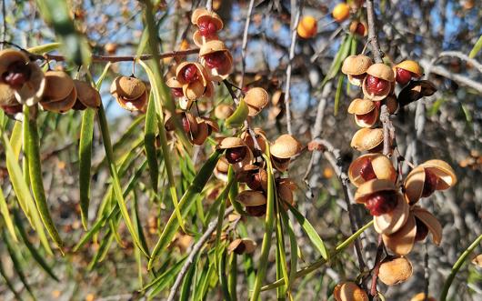 Pittosporum angustifolium, or the gumbi gumbi plant, is widespread across most of inland Australia and has been used by Indigenous people is various ways as bush tucker or bush medicine. Its properties are now the subject of scientific investigation. Picture by Margaret Donald via Wikimedia Commons (CC BY-SA 4.0)