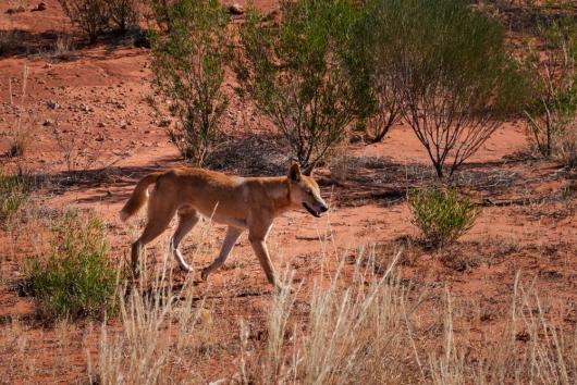 Dingo. By Alba / Adobe Stock