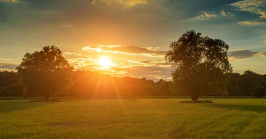 A meadow with flowers and trees at sunset.