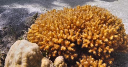 The coral species 'Porites lutea' in a mangrove swamp
