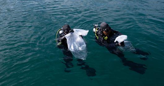 Two divers in the ocean hold plastic bags containing seahorses ready for release