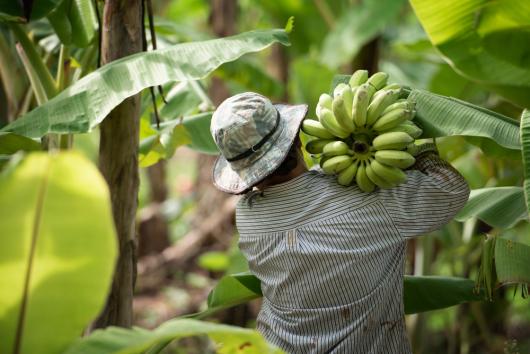 worker on a banana plantation