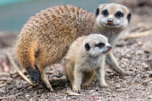 Meerkats. Adobe Stock