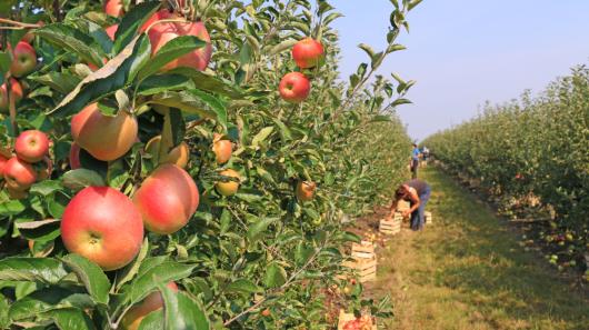 Apple picking in an orchard. Adobe Stock