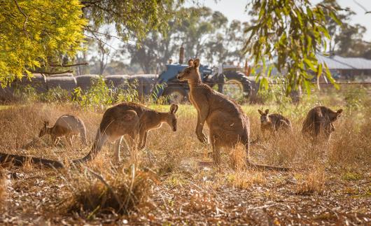 Stock picture of a mob of kangaroos with farm buildings and machinery in the background