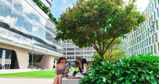 Photo of tree on UTS Alumni Green