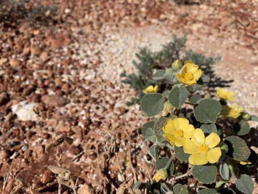 Yellow flower in the desert. Photo Andy Leigh