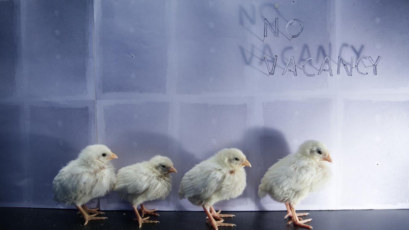 DAB Staff Project: Rooms No Vacancy & More Rooms, by Urzi Grau & Cristina Goberna Pesudo