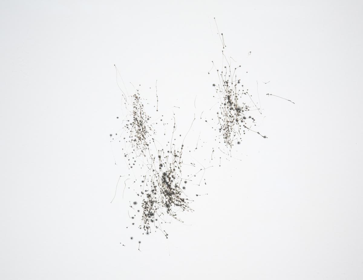DAB Staff Project: Incidental Data, by Kate Sweetapple