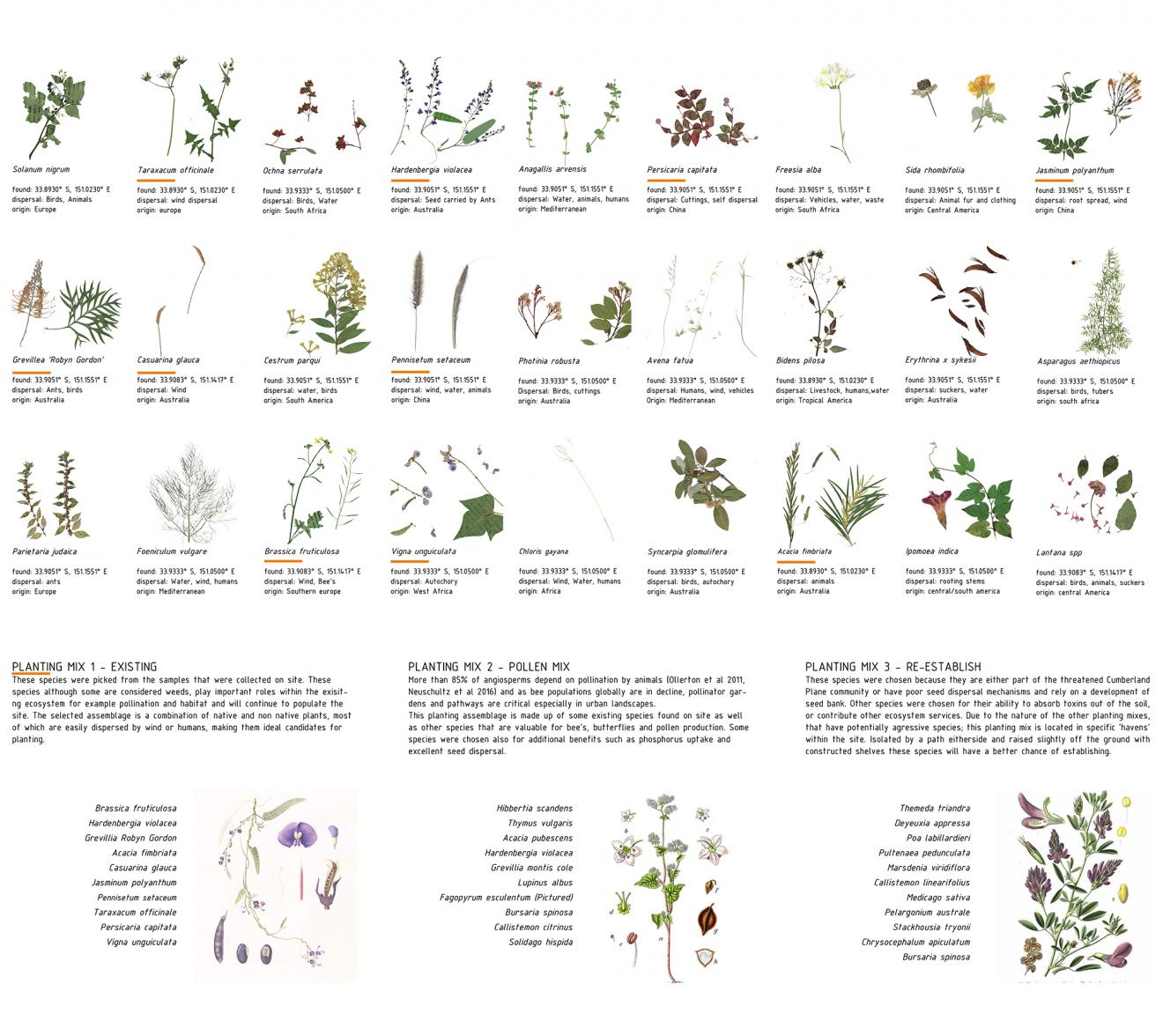 DAB Student Project: Wandering Ecologies: Anthropochory as a Method of Restoration; Seed Dispersal in the Urban Landscape, by Brittany Johnston