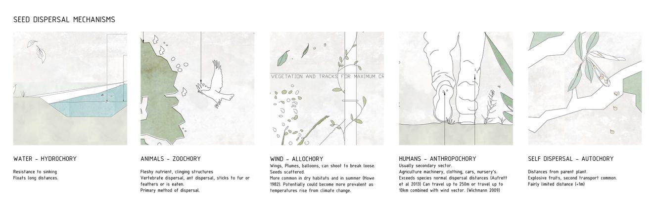 DAB Student Project: Wandering Ecologies: Anthropochory as a Method of Restoration; Seed Dispersal in the Urban Landscape, by Brittany Johnston