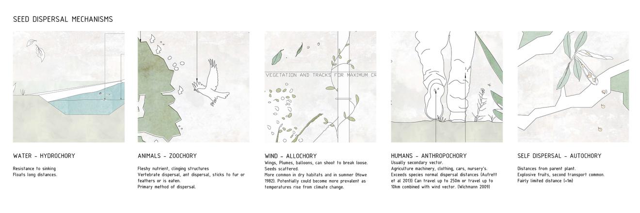 DAB Student Project: Wandering Ecologies: Anthropochory as a Method of Restoration; Seed Dispersal in the Urban Landscape, by Brittany Johnston