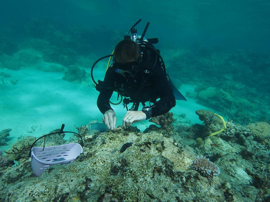 Scuba diver collecting corals