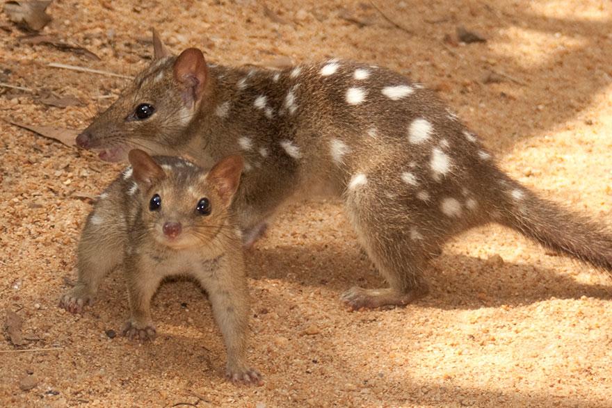 Two quolls