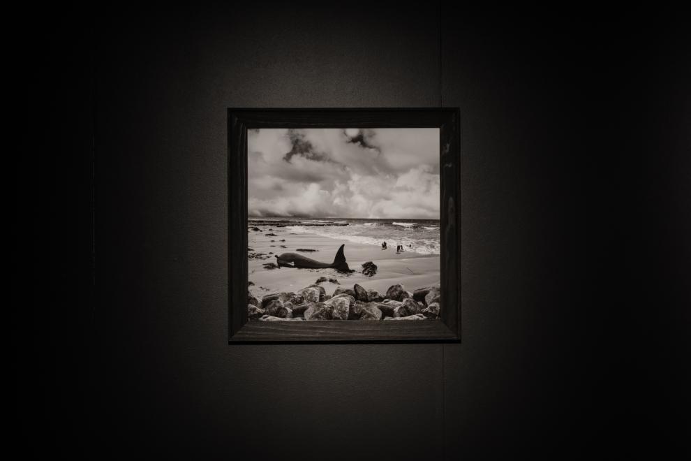 Installation of black and white photographs 