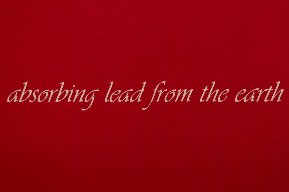 Pink cursive text on a red wall which reads "absorbing lead from the earth"