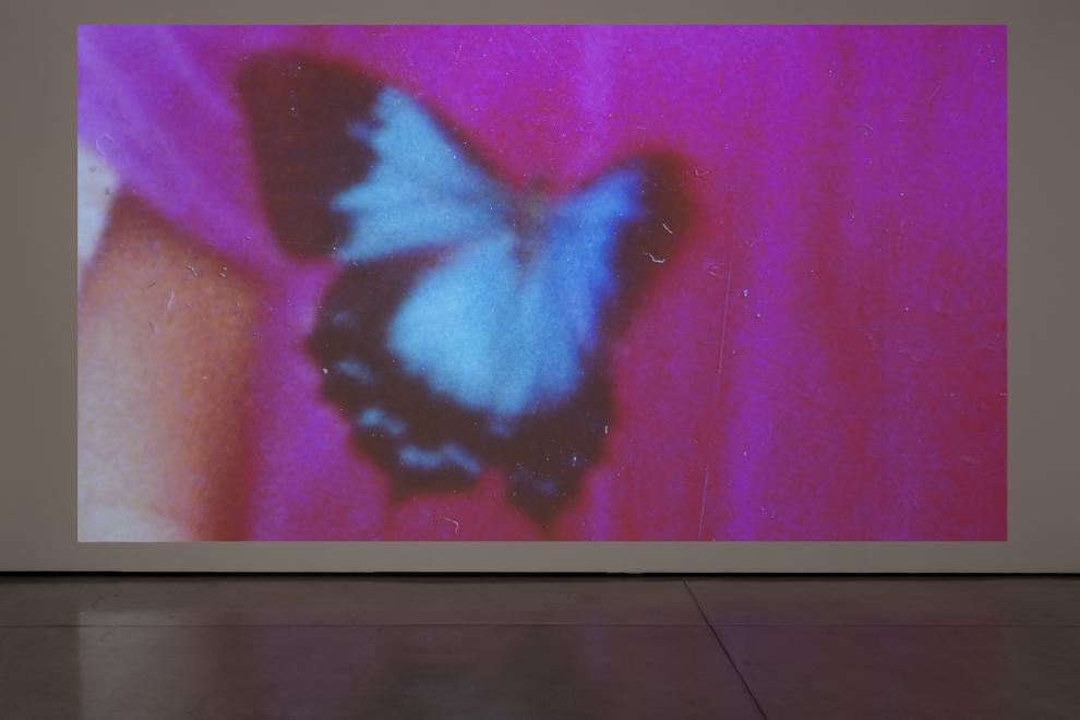 A photograph of a video installation which shows a close up of a blue butterfly on a pink t-shirt.