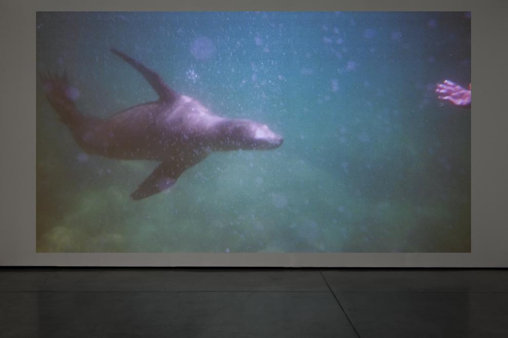A photograph of a video installation which shows a seal underwater. 