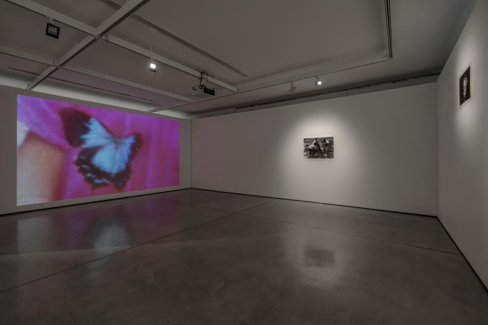 A photograph of a video installation which shows a blue butterfly on a pink t-shirt. 