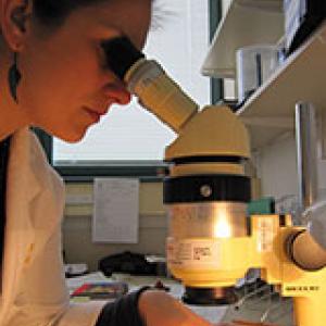 Annalise Wrzeczycki looking through microscope